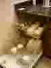  sms 