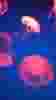  sp   