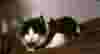     tcgkfnyj